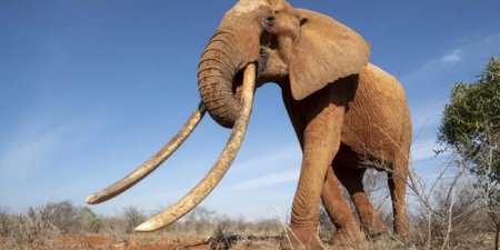 12 серпня - Всесвітній день слонів 