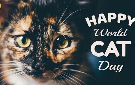 8 серпня - Всесвітній день кішок