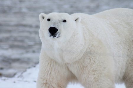 27 лютого - Міжнародний день полярного ведмедя